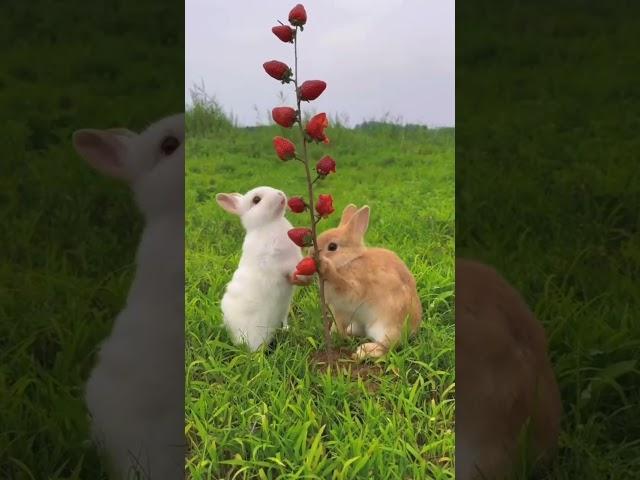 Bunnies eating strawberries #rabbits #bunny #rabbitbunny#shortsvideo #viewkesebdhaye #coelhinho