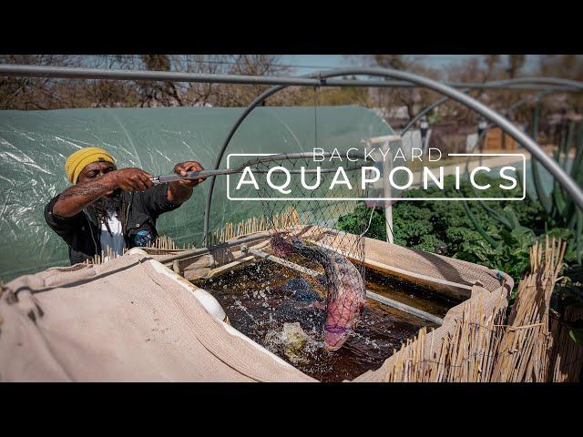 Backyard Aquaponics Farming Fresh Fish and Vegetables | PARAGRAPHIC