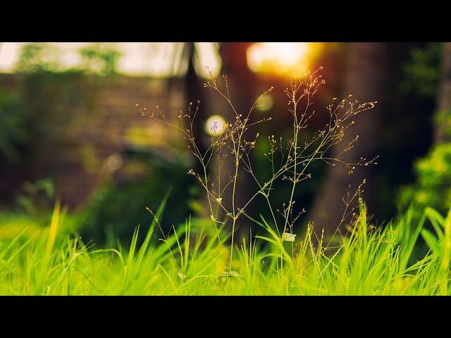 copyright free nature videos | No copyright video nature | Download copyright free nature video