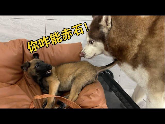 小馬犬學會了赤石，抓住毒打一頓後，人人誇我是神醫！#哈士奇 #husky #pets #黃狗 #萌宠