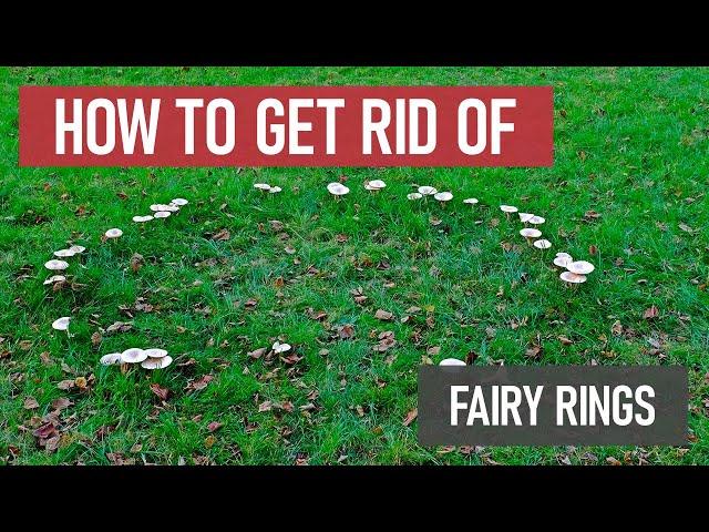 How to Get Rid of Fairy Ring [Lawn Fungus & Disease]