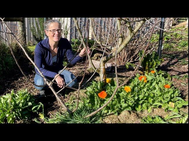 Transplanting a Young Apple Tree | Permaculture Farm