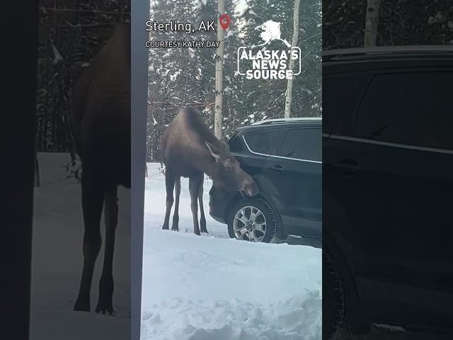 Moose provides free car wash #alaskasnewssource