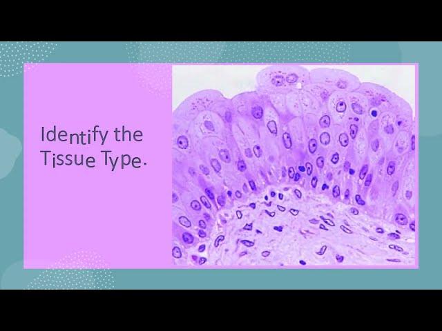 NEW Epithelial, Connective, Muscle & Nervous Tissues Histology Practical Exam Virtual Flash Cards Up