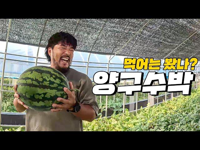 양구 수박 먹어 봤나? JMT