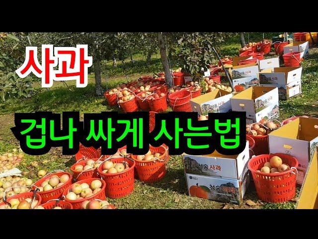 How to Buy Apples Cheaply (NO Gold Apples)