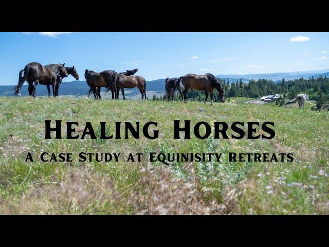 Horse Healing - A Case Study in Equine Therapy at Equinisity Retreats