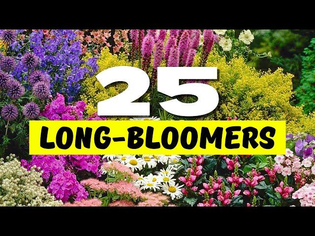  Top 25 Best LONGEST Blooming Perennial Flowers  BLOOMS THAT NEVER QUIT 