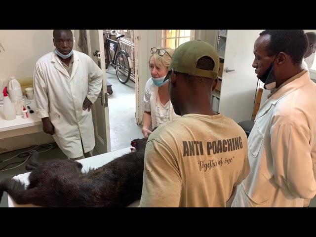 Poacher Kills Anti-Poaching Canine