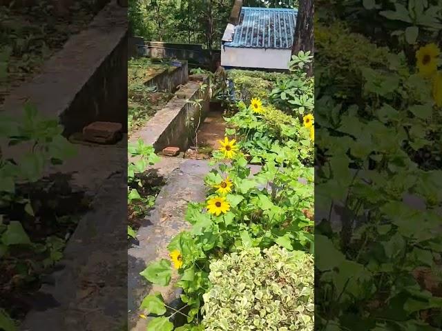 Find your peace in nature. #Naomundi #Jasmine #Sunflower #naturelover #shorts #hillview.