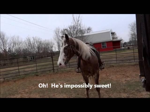 Easy round pen workout before you ride -- set your horse up for success!