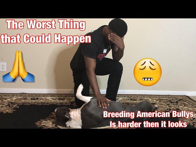 American Bully (A breeders worst nightmare) American Bully Kennel 2019