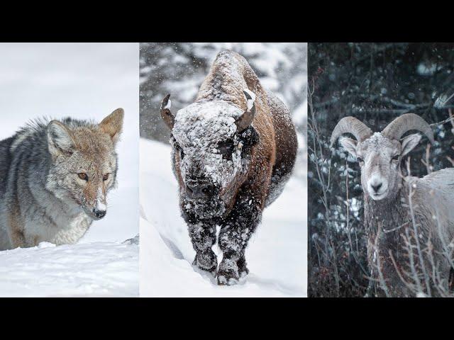 Yellowstone Winter Wildlife Photography and -15F Camping : Part 1