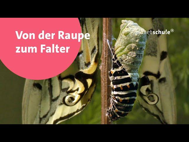 Wie wird eine Raupe zum Falter? - Frage trifft Antwort | Planet Schule