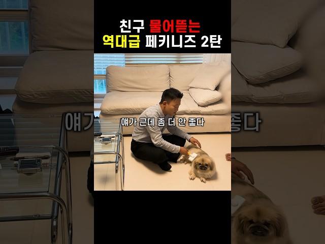 100만 친구에게 시비걸고 싸우는 강아지 행동교정법 2탄