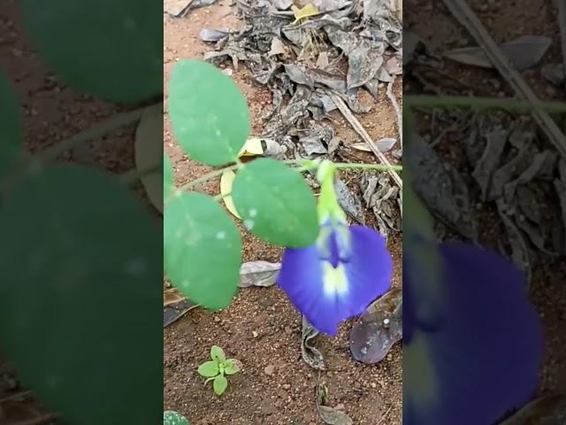 sivuna puvvu #varadhi