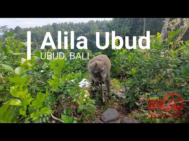 Бали. Alila Ubud. Краткий обзор отеля.