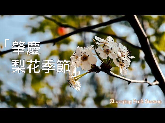 肇慶日常消遣，三月梨花季節，牌坊公園欣賞|Zhaoqing daily life. March plum blossom season at Paifang Park.