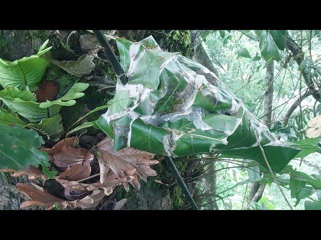 Red Ants Nest in Aglaomorpha fortunei Plant #Flora#Fauna #Insect#Ant #Plant #TreTrunk #Nature #Video