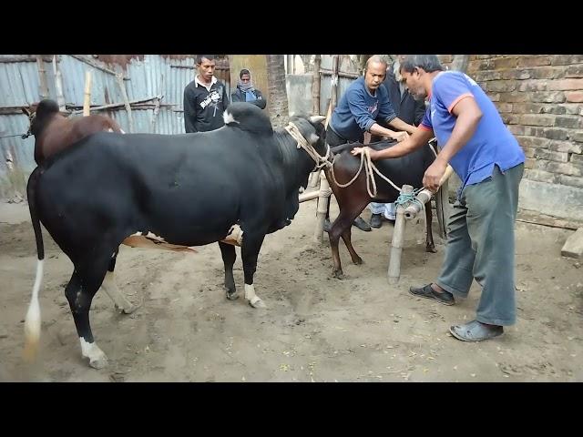 animal mating cow and buffalo meeting