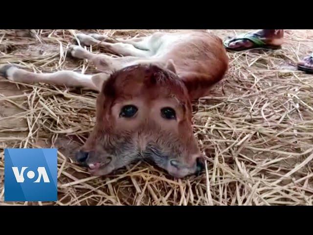 Rare Two-Headed Calf Born in Northeast India