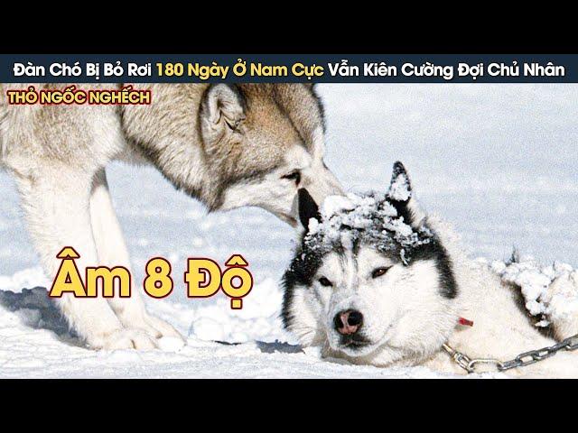 [Review Phim] Đàn Chó Bị Bỏ Rơi 180 Ngày Ở Nam Cực Vẫn Kiên Cường Mong Đợi Chủ Nhân