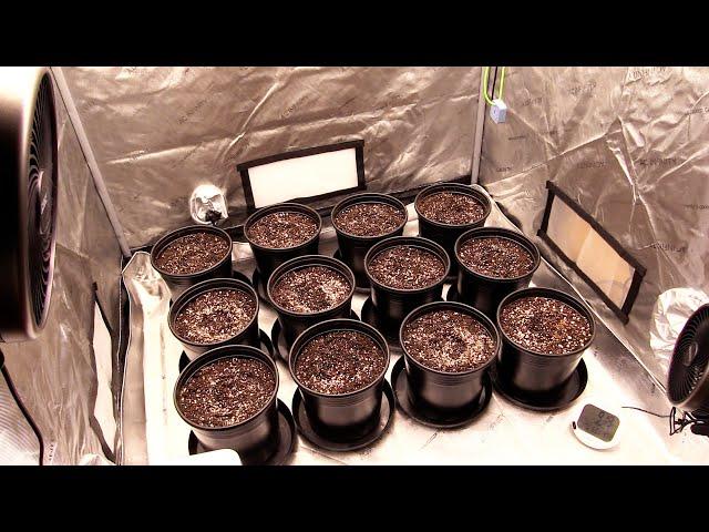 Beginner Grow Series: The First Steps Gardening!