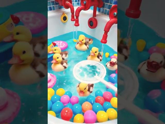 Just a bunch of happy fluffs! ️ #shorts #viralvideo #duck #funny #ytshorts #ytshorts #ytviral #lol