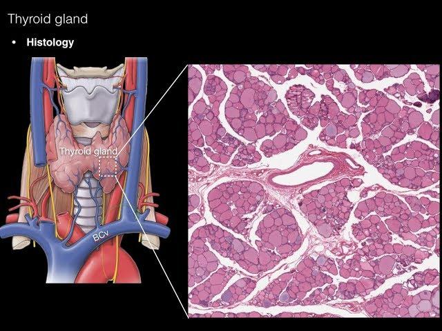 Thyroid and Parathyroid Glands