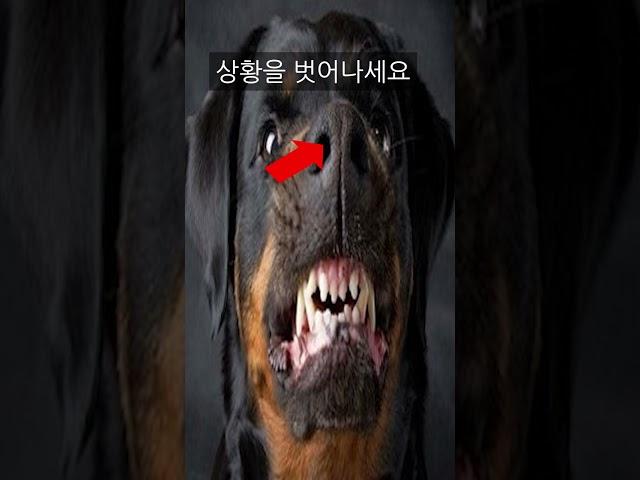 개공격 대처법 (이미 물렸다면 이방법을 쓰세요)