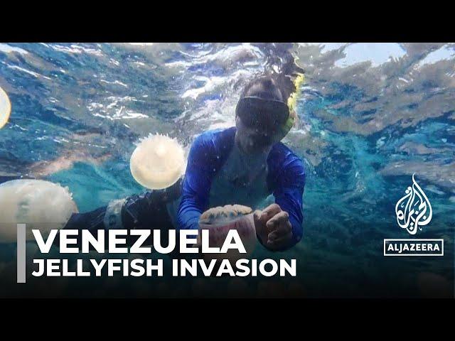 Jellyfish invasion disrupts Venezuela’s fishing and tourism