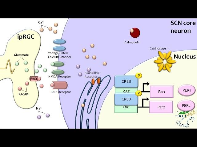 Mammalian Molecular Entrainment to Light and Networks