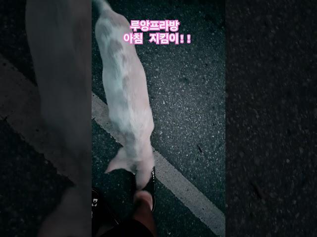 루앙프라방에서 제일처음 나를 반긴...#라오스#강아지