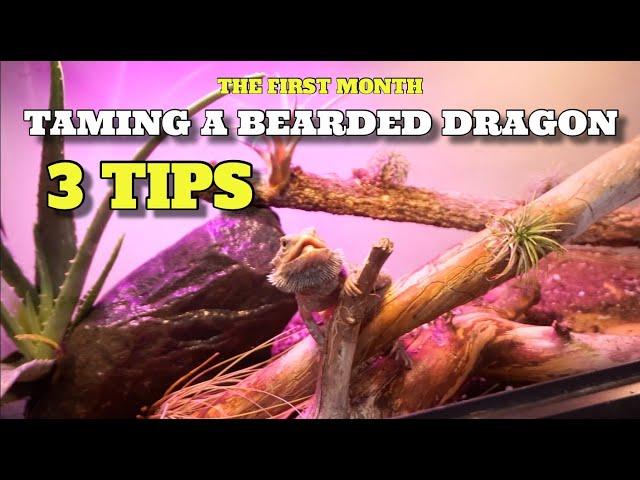 3 Tips| The First Month Of Taming Your Bearded Dragon!