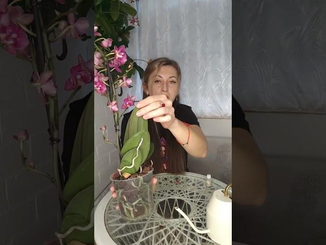 Как правильно ухаживать за новой орхидеей? #орхидея #цветы #фаленопсис