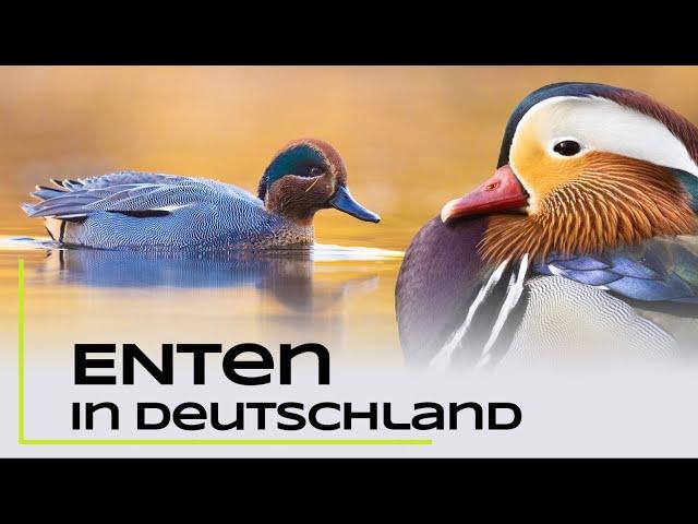 Alle Entenarten Deutschlands - erkennen und bestimmen