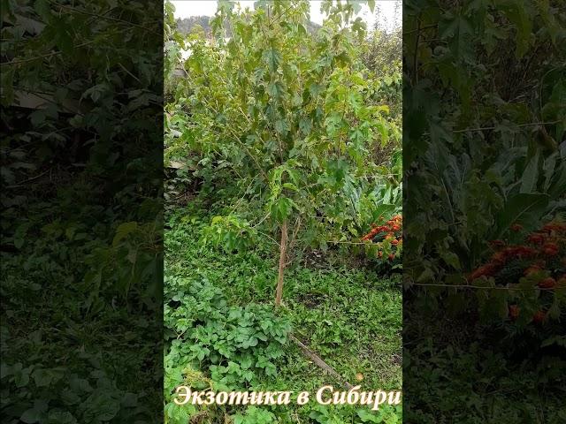 Шелковица, тутовник. #шелковица#тутовник #тутовниквсибири