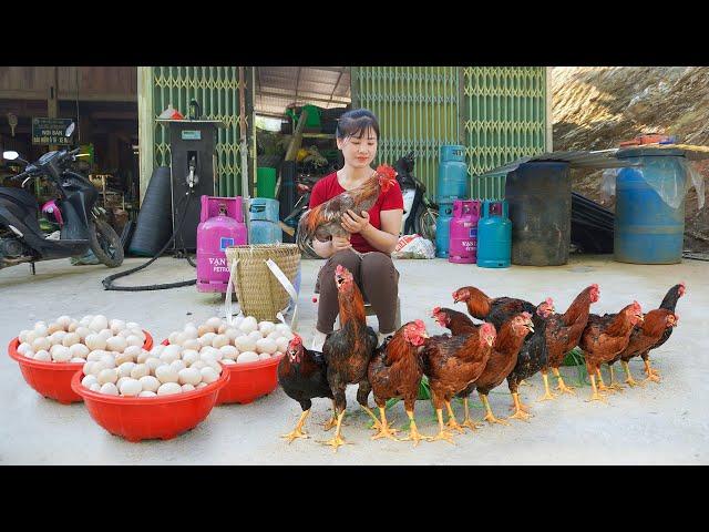 Harvest Chicken (Rooster) And Chicken Eggs Goes To Market Sell - Farm Girl | My Bushcraft