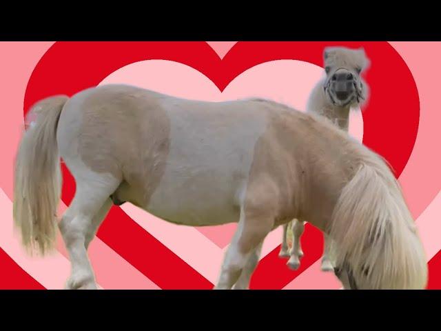 Shetland Ponies Cute like a ‘Sugar Rush’. The Stunning New Song from Tiny Ted the Shetland! ️