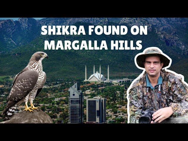 Shikra On Margalla Hills Trail 4 - Discovering Margalla Hills Islamabad