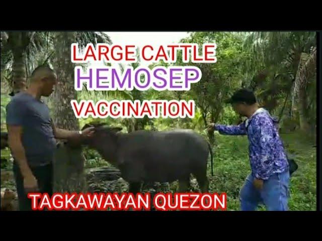 LARGE CATTLE HEMOSEP VACCINATION / dj marvz tv