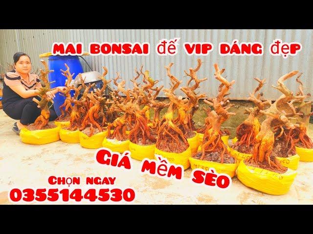 Phôi mai giảo bonsai dáng đẹp đế vip giá mềm 24/11 #chịGiang0355144530 |MaivàngThanhTâm