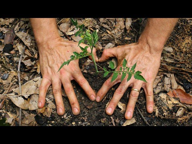 3 Easy Ways to Grow Tomatoes from Cuttings
