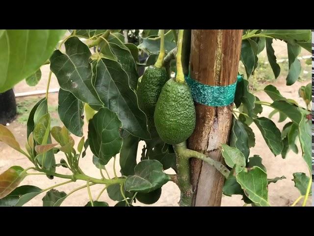 Visiting the Maddock Nursery Fallbrook Avocado tree grow fields. Hit the Jackpot! GEM update