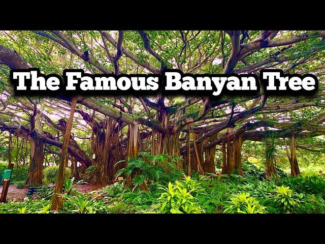 Visiting the FAMOUS Gigantic Banyan Tree | Legoland Florida