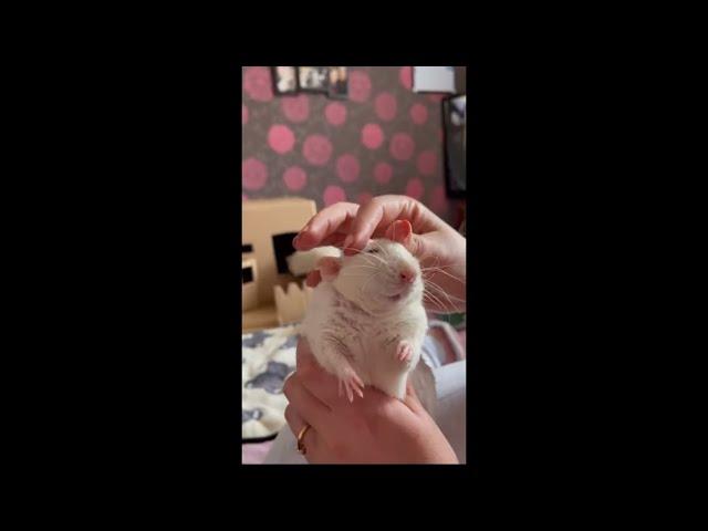 Hamster Enjoying Head Scritches