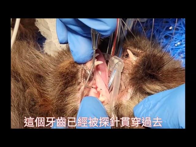 貓咪牙周檢查流程大公開,牙科x光拍到不可思議的牙齒