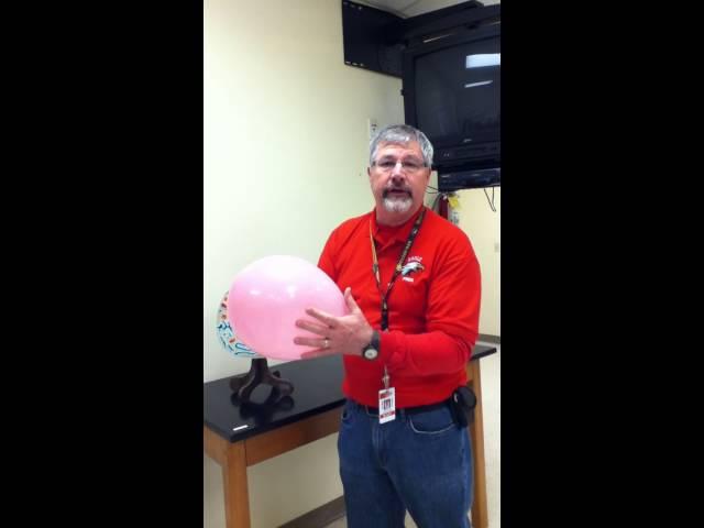 Animal Cell
