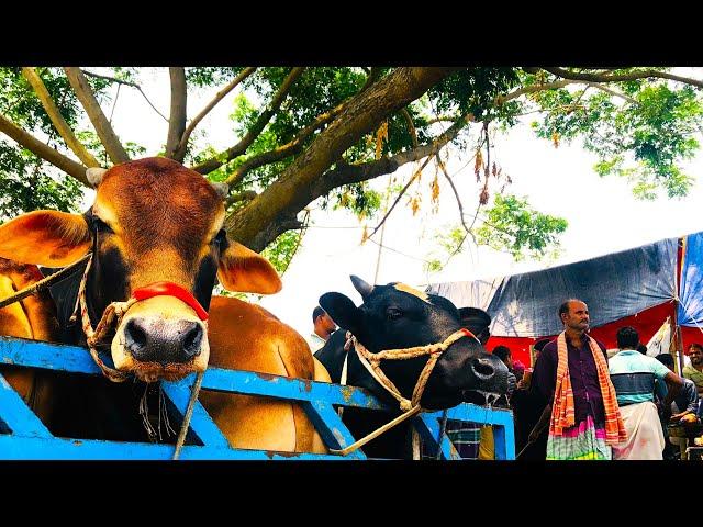 cow unloading, cow videos, cow video, animal, big cow, goru hamba cow, Ep-104