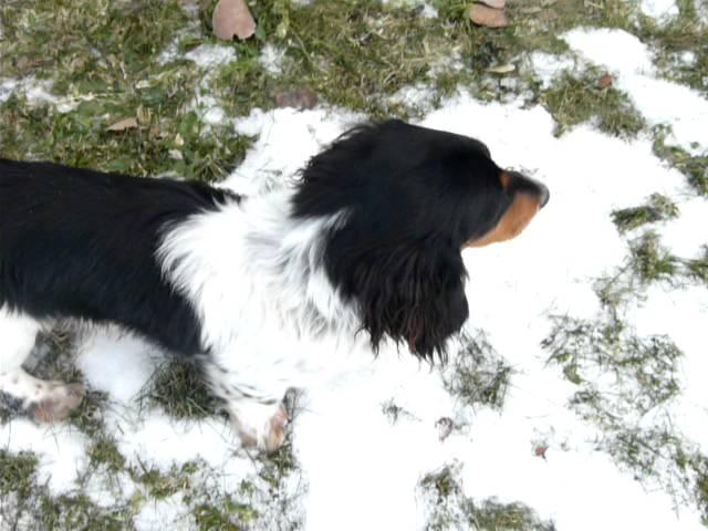 Bentley - long hair dachshund